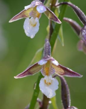 Fotografia 9 da espécie Epipactis palustris no Jardim Botânico UTAD