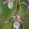 Fotografia 9 da espécie Epipactis palustris do Jardim Botânico UTAD