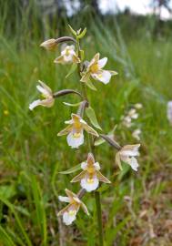 Fotografia da espécie Epipactis palustris