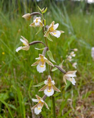 Fotografia de capa Epipactis palustris - do Jardim Botânico