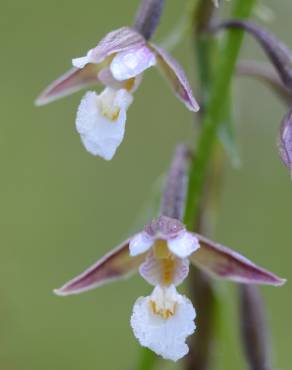 Fotografia 11 da espécie Epipactis palustris no Jardim Botânico UTAD