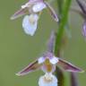 Fotografia 11 da espécie Epipactis palustris do Jardim Botânico UTAD