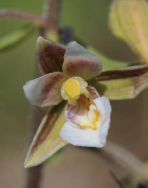 Fotografia 12 da espécie Epipactis palustris no Jardim Botânico UTAD