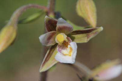 Fotografia da espécie Epipactis palustris