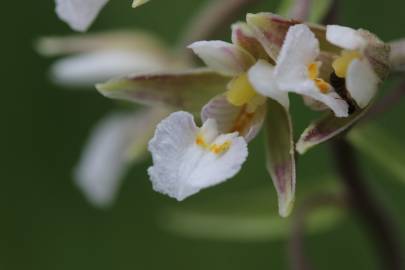 Fotografia da espécie Epipactis palustris