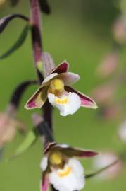 Fotografia da espécie Epipactis palustris