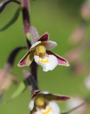 Fotografia 15 da espécie Epipactis palustris no Jardim Botânico UTAD