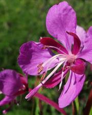 Fotografia da espécie Epilobium angustifolium