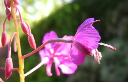 Fotografia da espécie Epilobium angustifolium