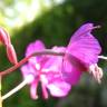 Fotografia 4 da espécie Epilobium angustifolium do Jardim Botânico UTAD