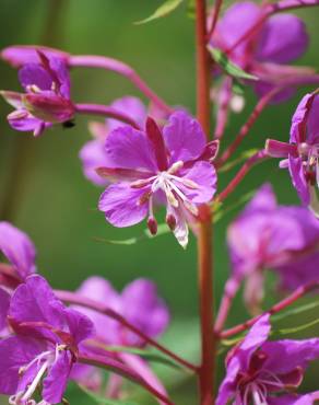 Fotografia 5 da espécie Epilobium angustifolium no Jardim Botânico UTAD