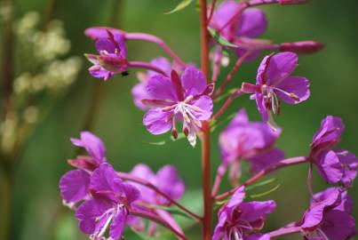 Fotografia da espécie Epilobium angustifolium