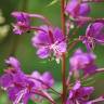 Fotografia 5 da espécie Epilobium angustifolium do Jardim Botânico UTAD