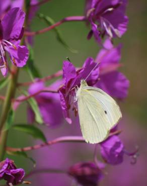 Fotografia 6 da espécie Epilobium angustifolium no Jardim Botânico UTAD