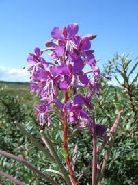 Fotografia da espécie Epilobium angustifolium