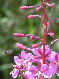 Fotografia da espécie Epilobium angustifolium