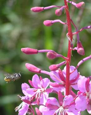 Fotografia 9 da espécie Epilobium angustifolium no Jardim Botânico UTAD