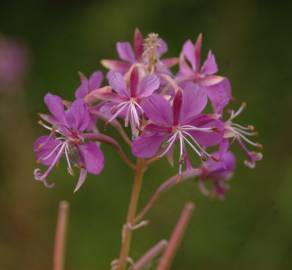 Fotografia da espécie Epilobium angustifolium