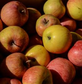 Fotografia da espécie Malus domestica