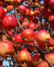 Fotografia da espécie Malus domestica