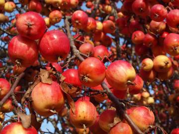 Fotografia da espécie Malus domestica