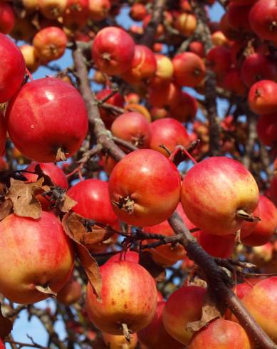 Fotografia de capa Malus domestica - do Jardim Botânico