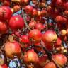 Fotografia 1 da espécie Malus domestica do Jardim Botânico UTAD