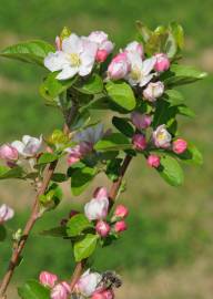 Fotografia da espécie Malus domestica