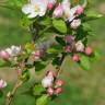 Fotografia 3 da espécie Malus domestica do Jardim Botânico UTAD