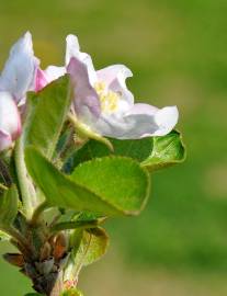 Fotografia da espécie Malus domestica