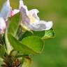 Fotografia 5 da espécie Malus domestica do Jardim Botânico UTAD