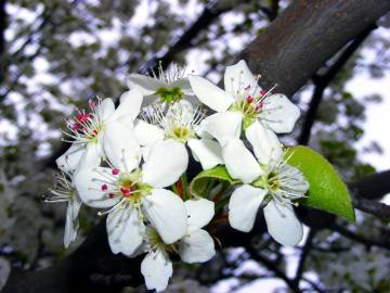 Fotografia da espécie Malus domestica