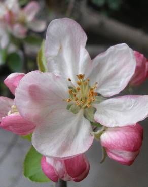 Fotografia 7 da espécie Malus domestica no Jardim Botânico UTAD