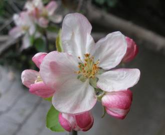 Fotografia da espécie Malus domestica