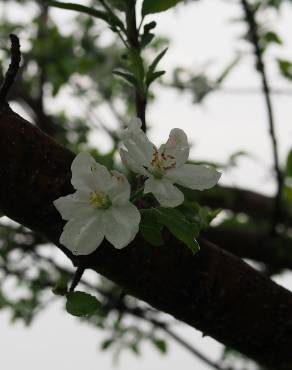 Fotografia 9 da espécie Malus domestica no Jardim Botânico UTAD