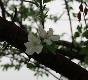 Fotografia da espécie Malus domestica