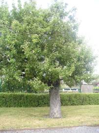 Fotografia da espécie Malus domestica