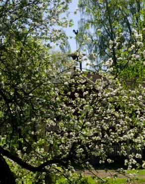 Fotografia 11 da espécie Malus domestica no Jardim Botânico UTAD