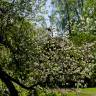 Fotografia 11 da espécie Malus domestica do Jardim Botânico UTAD