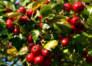 Fotografia da espécie Malus domestica