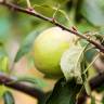 Fotografia 13 da espécie Malus domestica do Jardim Botânico UTAD