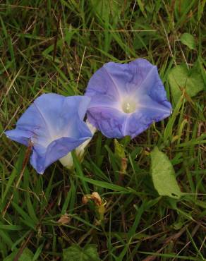 Fotografia 4 da espécie Ipomoea indica no Jardim Botânico UTAD