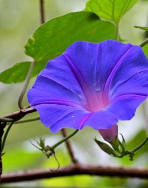 Fotografia 5 da espécie Ipomoea indica no Jardim Botânico UTAD