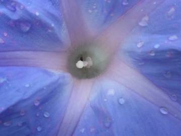 Fotografia da espécie Ipomoea indica