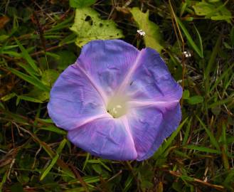 Fotografia da espécie Ipomoea indica