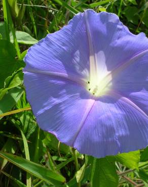 Fotografia 8 da espécie Ipomoea indica no Jardim Botânico UTAD