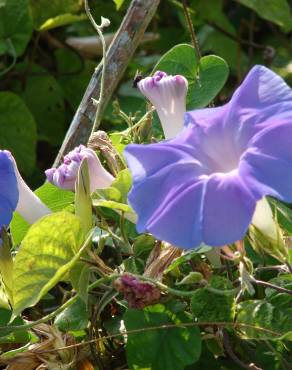 Fotografia 10 da espécie Ipomoea indica no Jardim Botânico UTAD