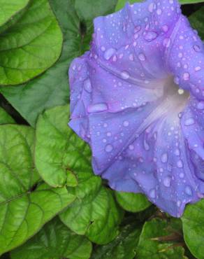 Fotografia 11 da espécie Ipomoea indica no Jardim Botânico UTAD