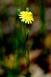 Fotografia da espécie Hieracium umbellatum