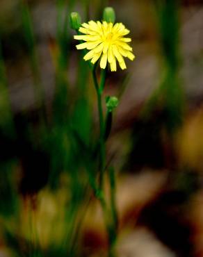 Fotografia 3 da espécie Hieracium umbellatum no Jardim Botânico UTAD